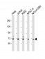 NUP85 Antibody (N-Term)